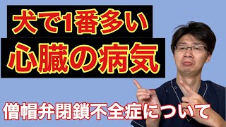 【犬の僧帽弁閉鎖不全症について】日頃の生活で大事なことや見逃してはいけない兆候など、獣医師がわかりやすくお話します [upl. by Florinda50]