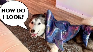 Meeka The Talking Husky REVIEWS Halloween Costumes 😍 SO FUNNY🤣 [upl. by Amitie751]