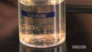 How to Care for Daphnia [upl. by Thea]