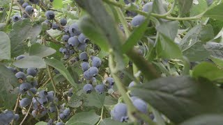 OSU Master Gardener Fertilizing and Mulching Blueberries [upl. by Heringer]