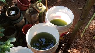 How to grow Green Water Algae [upl. by Ardnoek]