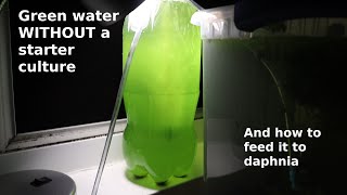 Green Water WITHOUT a Starter Culture  From Scratch  How To [upl. by Ennaeed]