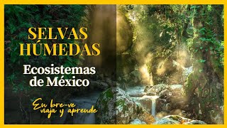 SELVAS HÚMEDAS🌿 Ecosistemas de México [upl. by Guevara]