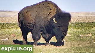 Five Fascinating Facts about Bison  Never Stop Learning [upl. by Ytak]