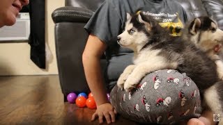 Husky Puppy Argues Over Bath  Husky Puppy Talking  Funny amp Cute [upl. by Fedak]