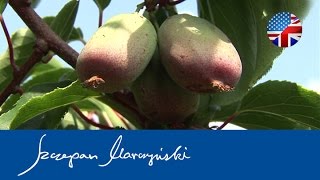 Actinidia Kiwi Berry  Hardy Kiwi fruit plantation [upl. by Frederica]