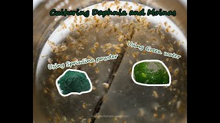 How To Culture Daphnia and Moinas using Green Water Spirulina powder [upl. by Grath]