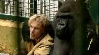 Gorilla Gorilla  Damian Aspinall amp Kifu at Howletts Wild Animal Park Kent [upl. by Ainahpets953]