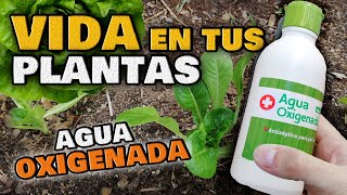 Usos ASOMBROSOS del AGUA OXIGENADA en las Plantas  INSECTICIDA y FUNGICIDA para Huerto y Jardín [upl. by Syah]