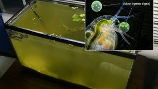 Raising Daphnia for the Freshwater Aquarium [upl. by Natika]