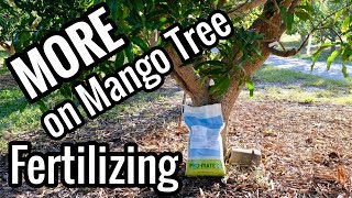 MORE on Mango Tree Fertilizing WHEN to Fertilize [upl. by Adirem160]