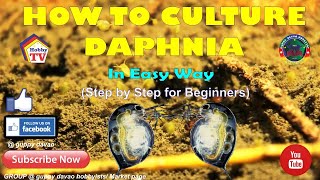 HOW TO CULTURE DAPHNIA In Easy Way [upl. by Udele]