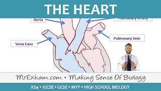 The Heart  GCSE Biology 91 [upl. by Bradleigh]