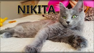 Meet Nikita the Nebelung [upl. by Gweneth]