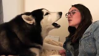 ANGRY Husky YELLS at human for leaving him alone [upl. by Rolan]