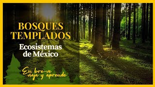 BOSQUES TEMPLADOS CARACTERÍSTICAS  Ecosistemas de México [upl. by Legnaleugim]