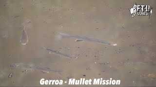 Gerroa  Mullet Mission [upl. by Aelc609]