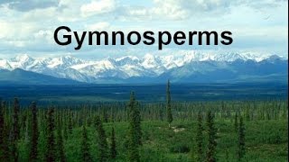 Gymnosperms and Conifers honors updated [upl. by Oek396]